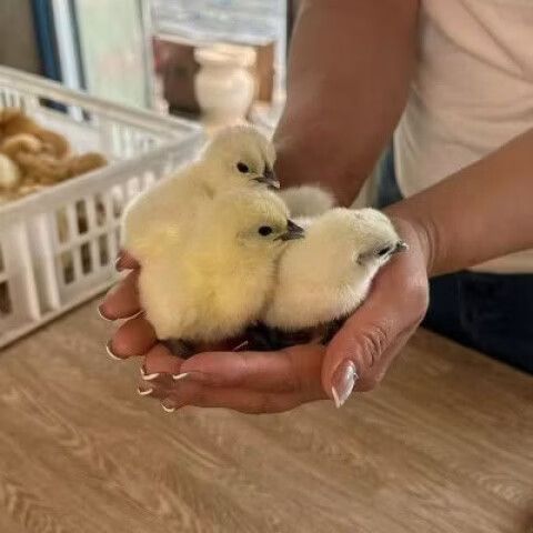 合计 小鸡 共计截图