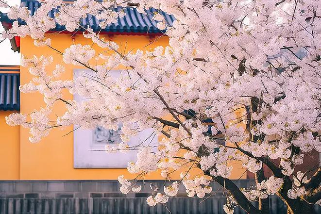 樱花旧痕