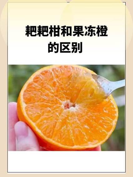 橙子跟柑子的区别图片缩略图