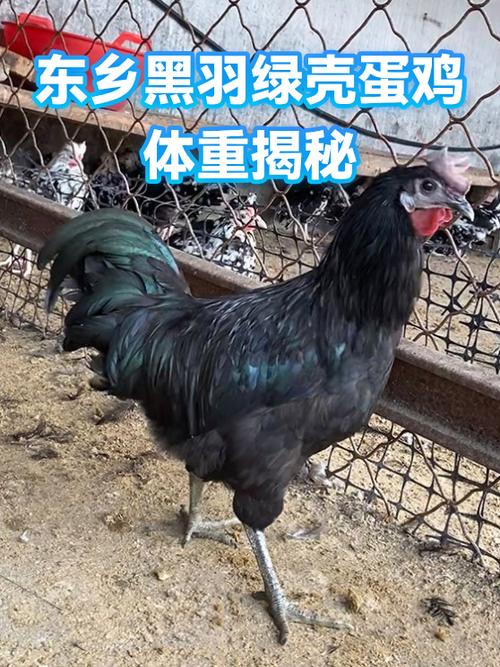 绿壳蛋鸡