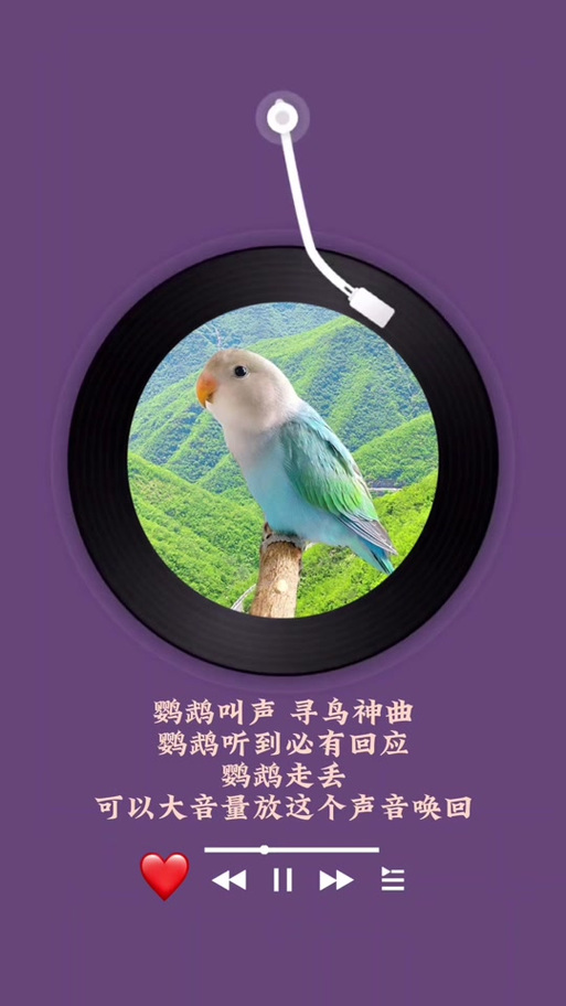 牡丹鹦鹉叫声的意思