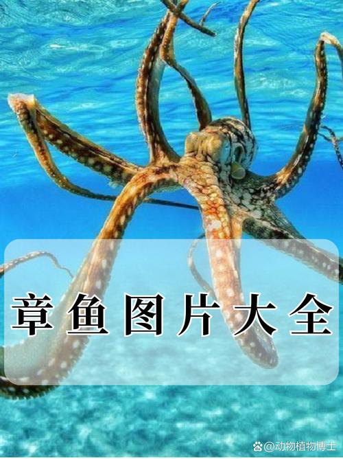 章鱼搜索最新版截图
