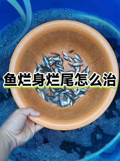 鱼身上有溃烂现象怎么治用什么药