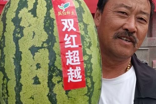 双红超越西瓜种子