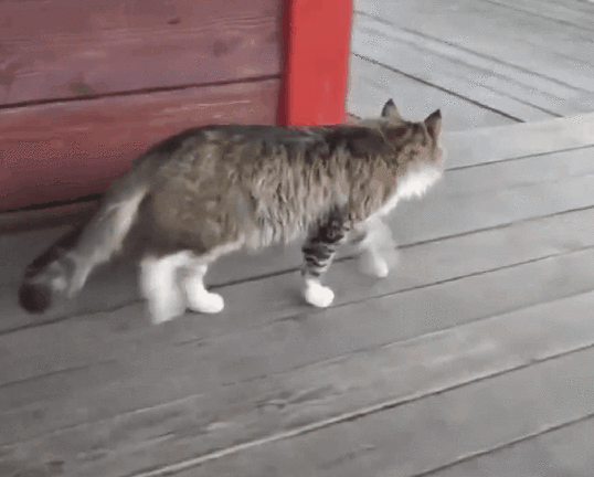 猫咪走路不稳往一边倾斜缩略图