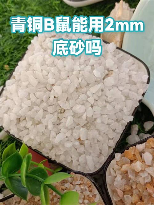 青铜鼠和青铜b鼠有啥区别缩略图
