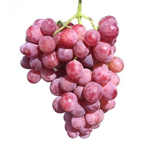 提子的美好寓意是什么