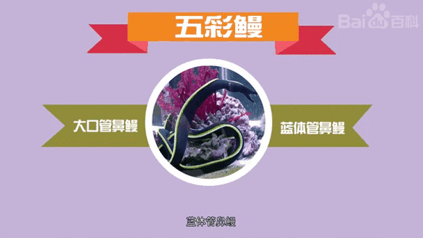 五彩和七彩的区别