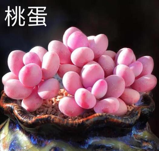 桃蛋多肉图片