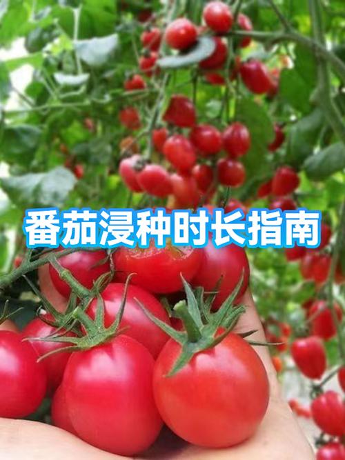 番茄怎么领取时长