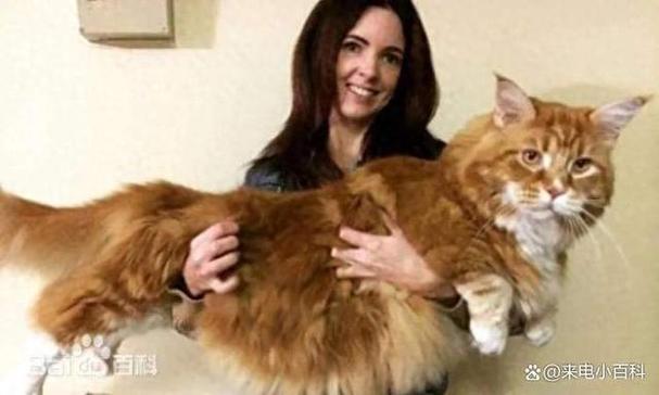 猫猫