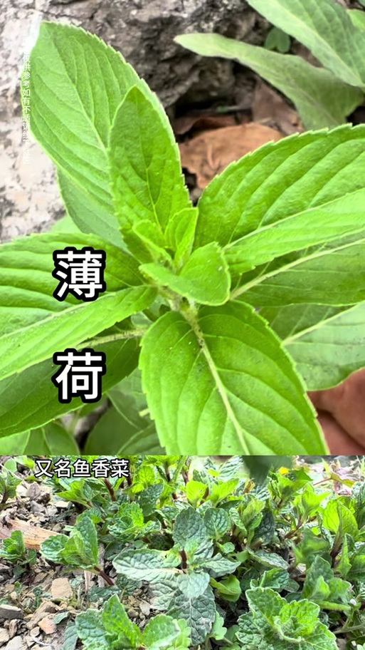 和薄荷很像的一种香料