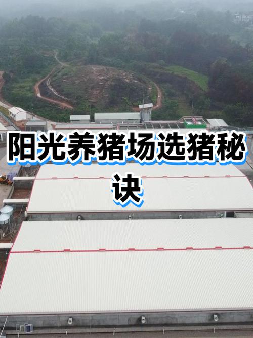 阳光养猪场靠谱吗