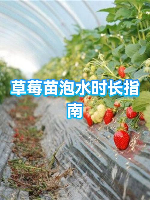 草莓泡水里多久会坏游戏截图
