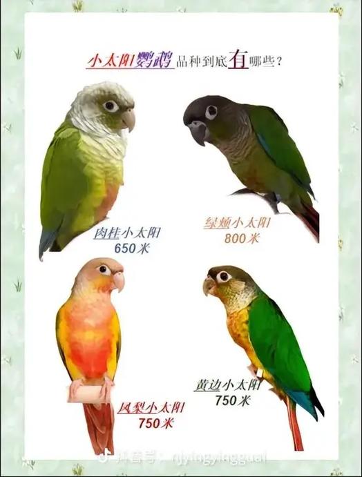买了一只小太阳鹦鹉但它的标识卡和