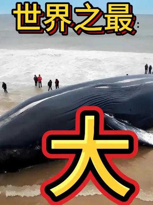 最大的蓝鲸