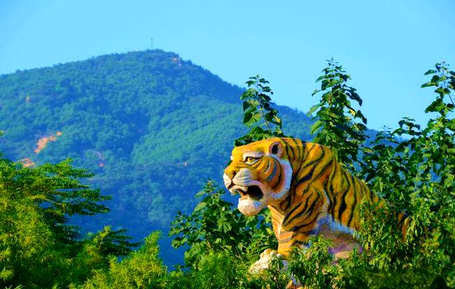 tiger泰山上的老虎