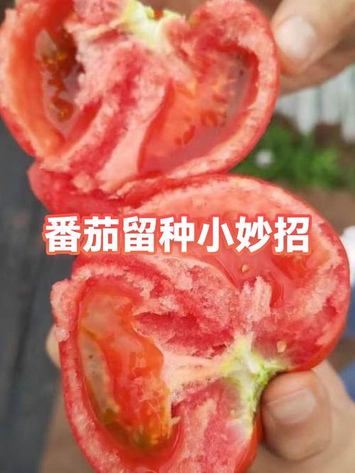 番茄留种方法