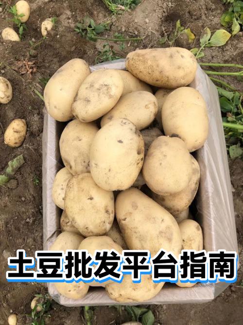 土豆交易平台截图