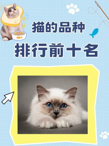 猫名大全