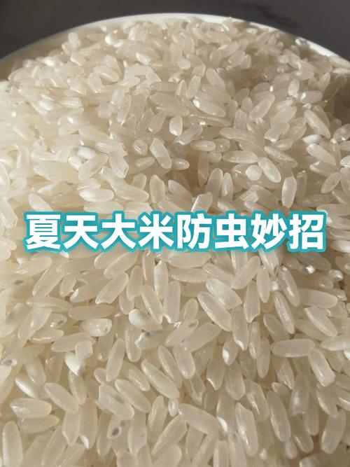 大米永不生虫小妙招