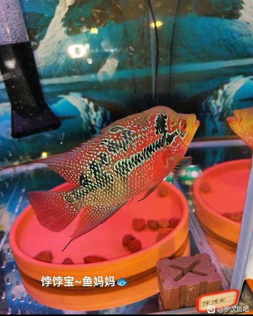 罗汉鱼如何繁殖人工图标