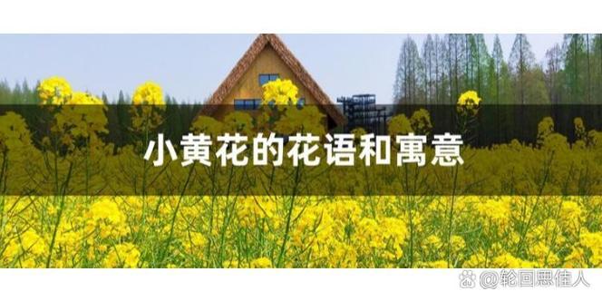 小黄花的花语和寓意缩略图