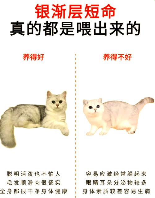 银渐层寿命截图