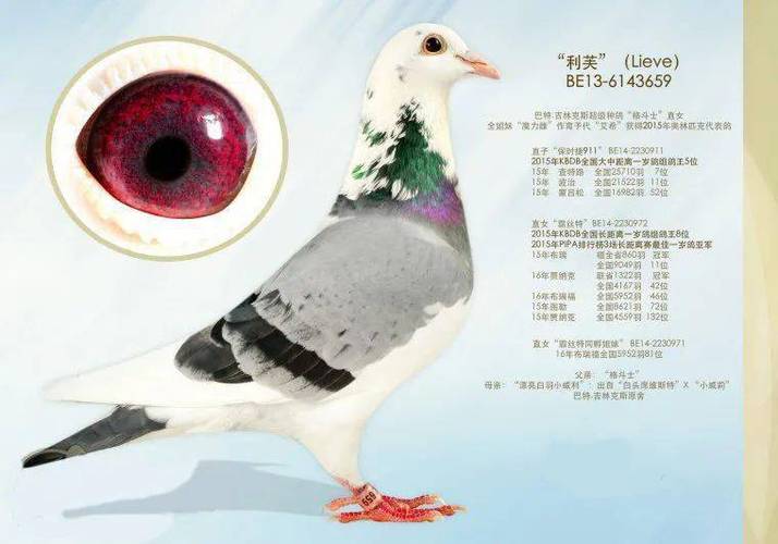 迪骏鸽生产厂家截图