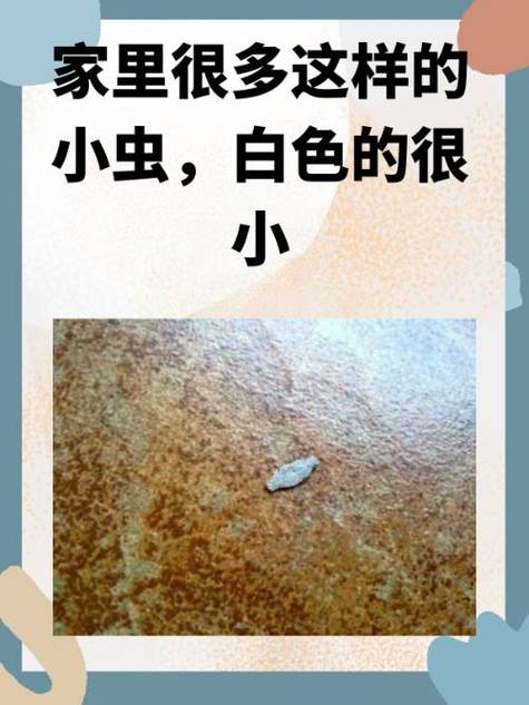 房间出现很多小虫是什么问题