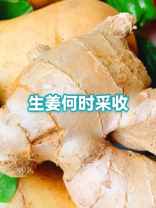 嫩姜变老姜时间要多久