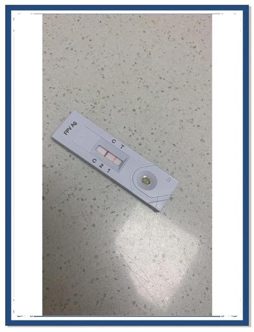 猫瘟前期症状有哪些表现游戏截图