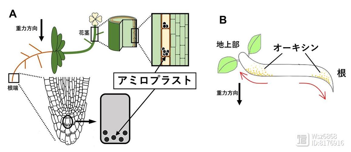 表面重力