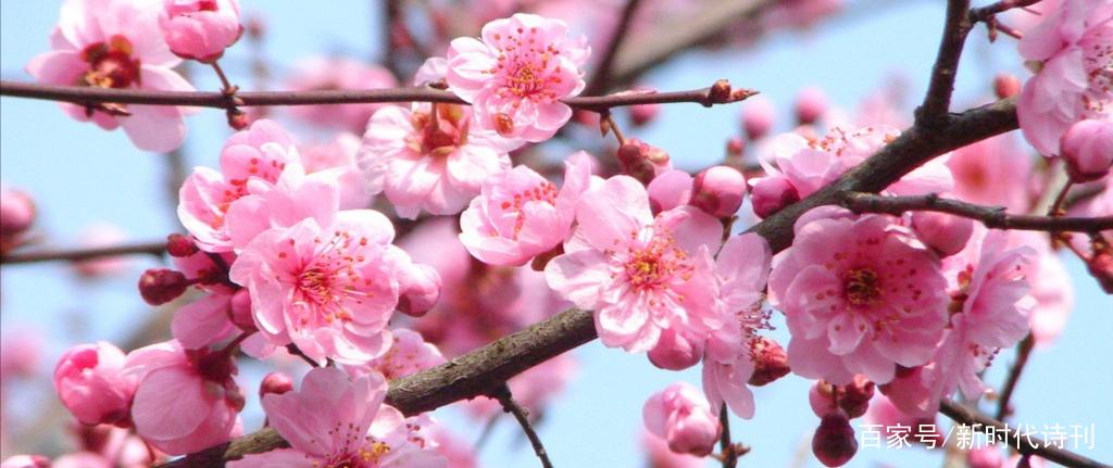 随缘梅花截图