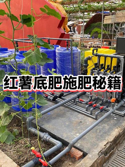 红薯施底肥的正确方法缩略图