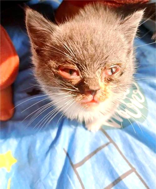 猫鼻支是什么症状图标