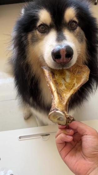 大扇骨打一准确动物