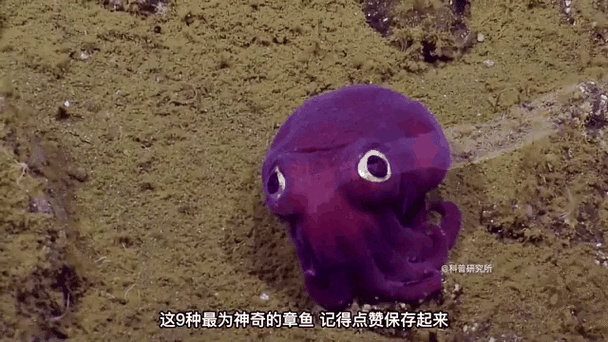 八爪鱼高级选项保存不了