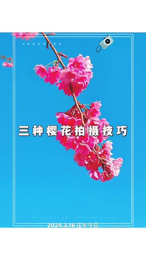 樱花小技巧图标