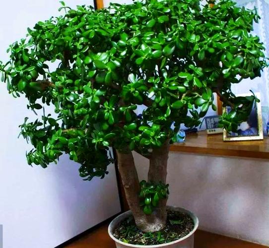 门口正对面放什么花好