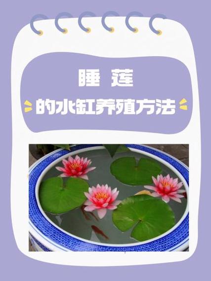怎样养睡莲?