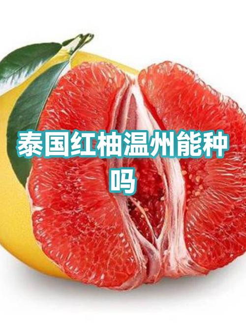 泰国红柚多少钱一斤