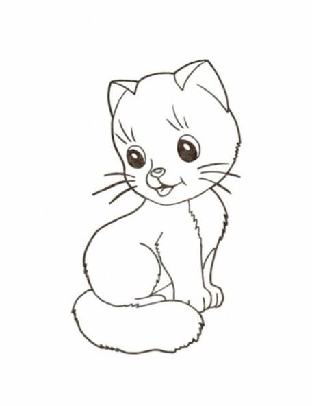 kitten猫