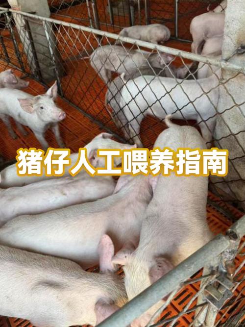 1到3个月的猪仔喂养方法截图