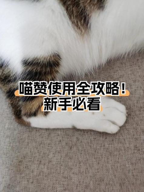 喵赞官方安卓版下载截图