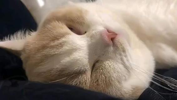 小猫挨着人就咕噜咕噜