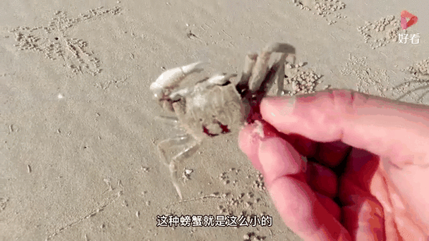 螃蟹爬出来会躲哪里图标