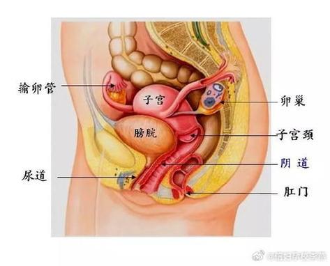 女性腹部结构游戏截图