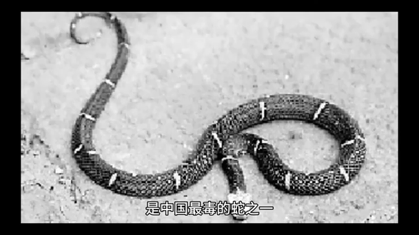 毒蛇30排名