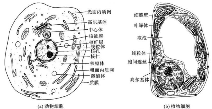 动物细胞结构